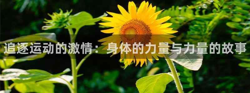 尊龙官网下载注册：追逐运动的激情：身体的力量与力量的故事