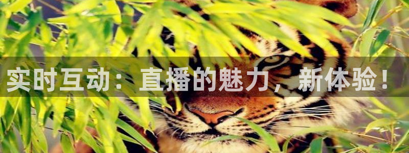 看球吧nba在线高清免费直播：实时互动：直播的魅力，新体验！