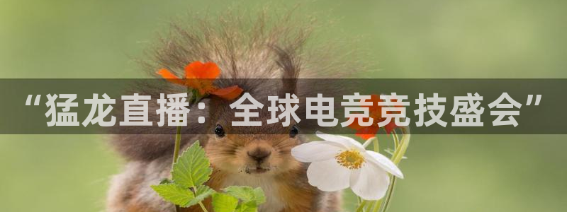 88直播看球吧：“猛龙直播：全球电竞竞技盛会”